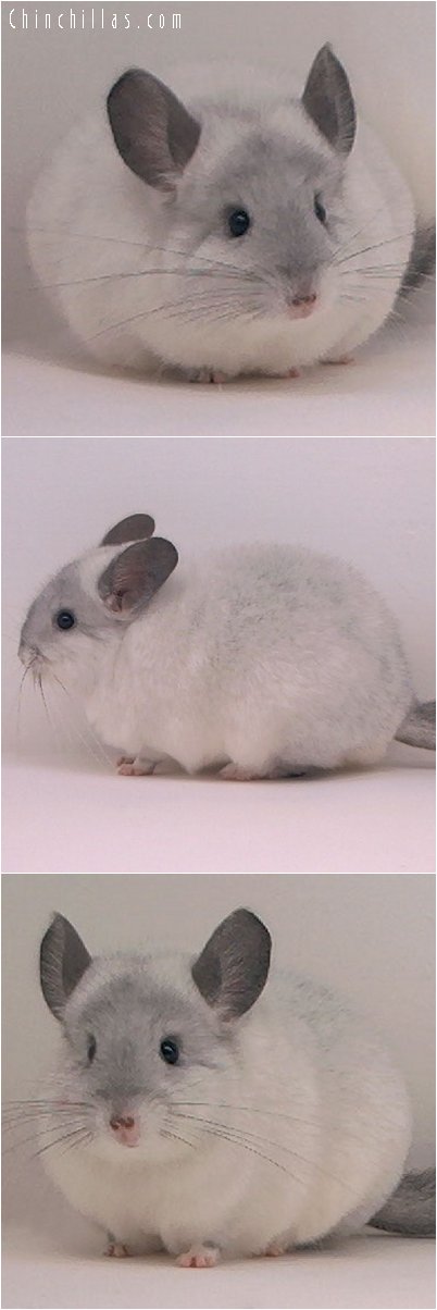 2092 Premium Quality White Male Chinchilla