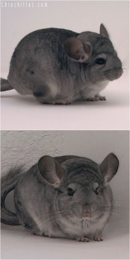 3008 Standard ( Violet Carrier ) Female Chinchilla