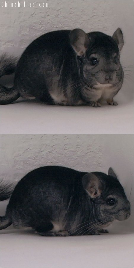 3012 Top Show Quality Standard Male Chinchilla