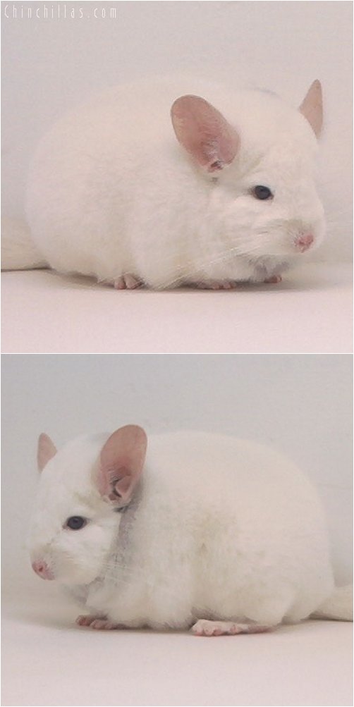 3035 Premium Production Quality Pink White Female Chinchilla