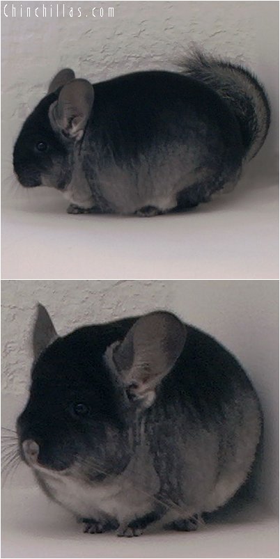 3030 Top Show Quality Black Velvet ( Ebony Carrier ) Male Chinchilla