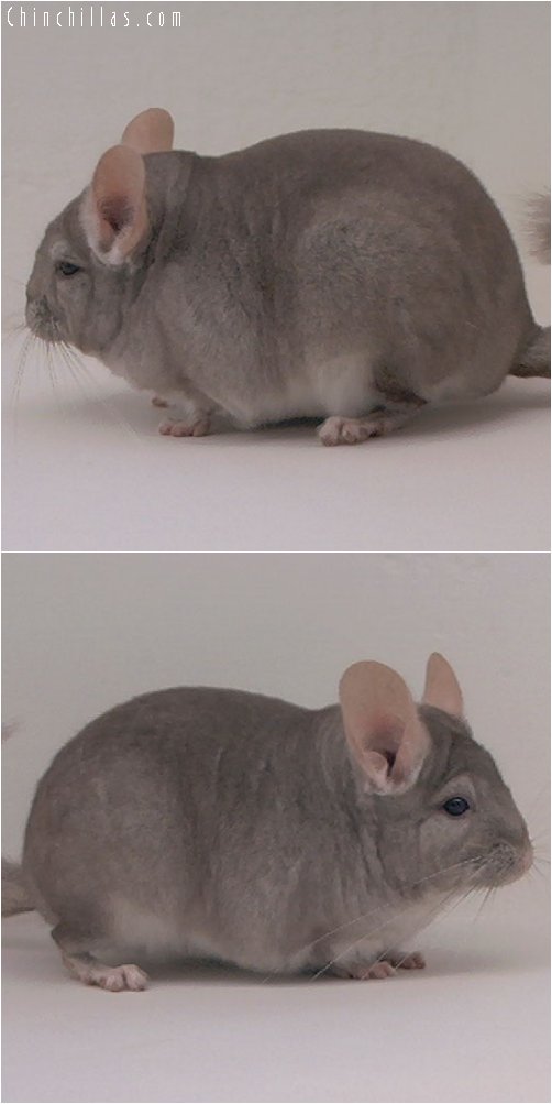 3037 Show Quality Beige ( Violet Carrier ) Female Chinchilla