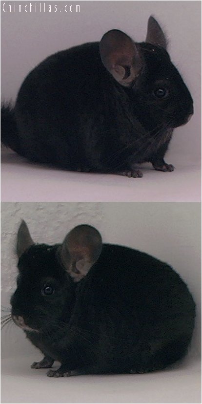 3040 Top Show Quality Ebony Male Chinchilla