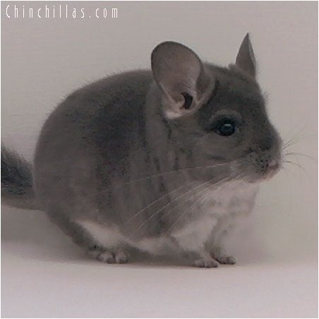 3020 TOV Violet / Ultra Violet Male Chinchilla