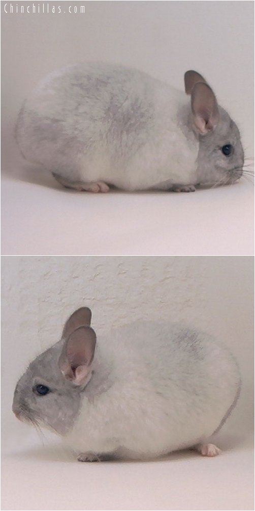 3018 White Mosaic ( Sapphire Carrier ) Female Chinchilla