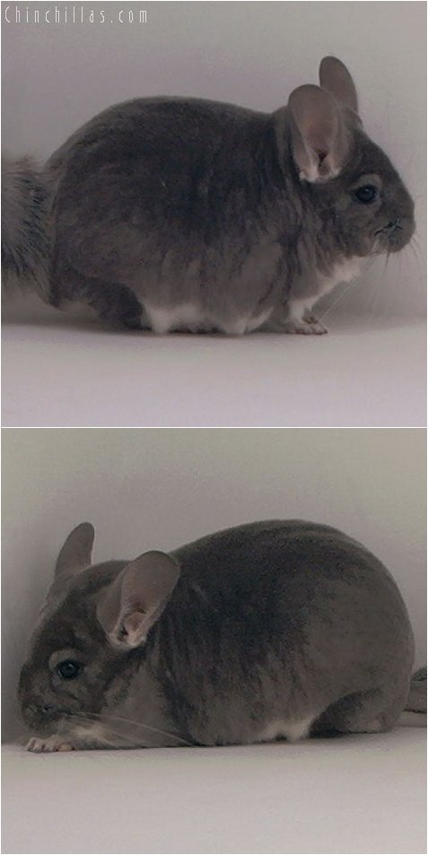 3031 Top Show Quality Violet Female Chinchilla