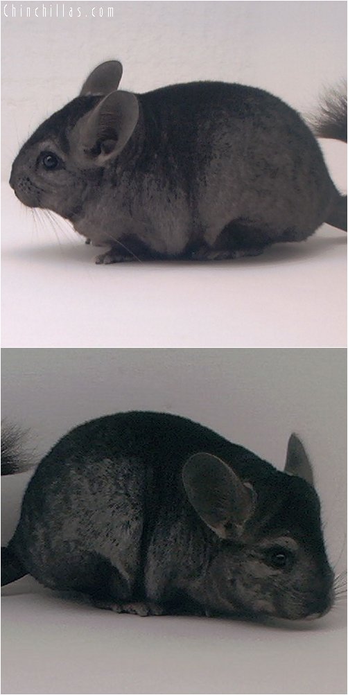 3050 Showable Quality Hetero Ebony Female Chinchilla