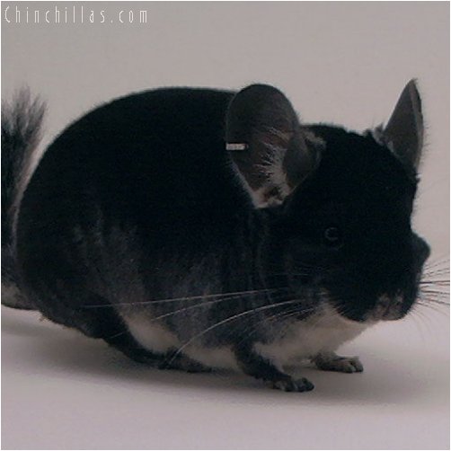 3044 Showable Quality Black Velvet Male Chinchilla