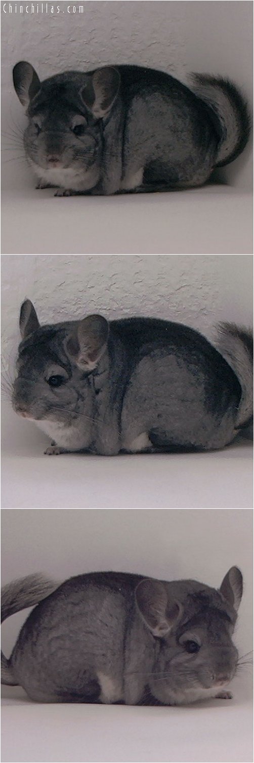 3019 Premium Production Quality Standard Female Chinchilla