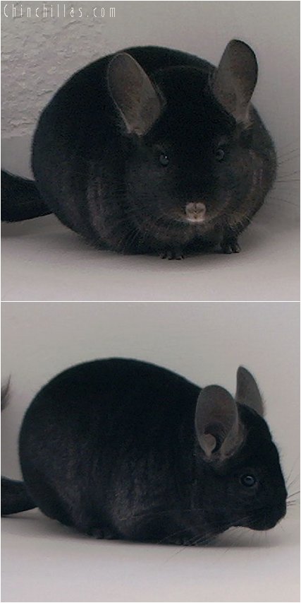 3043 Premium Production Quality Ebony Female Chinchilla