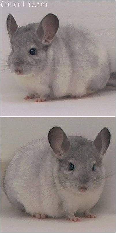 3049 Top Show Quality White Mosaic Male Chinchilla