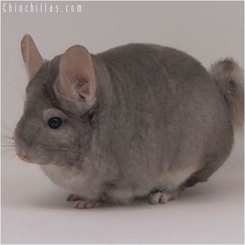 3038 Top Show Quality Beige Female Chinchilla