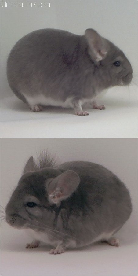 3032 Show Quality Violet Male Chinchilla