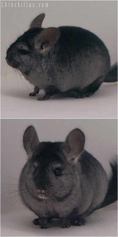 3051 Show Quality Ebony ( Violet Carrier ) Female Chinchilla