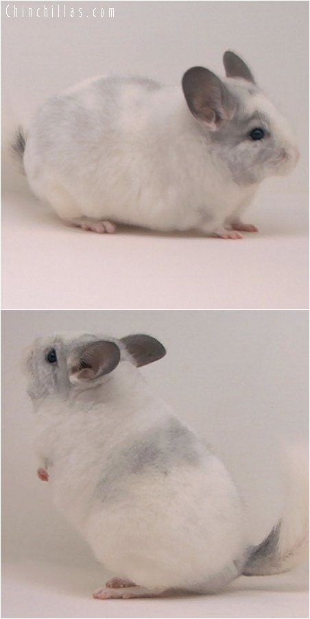 2093 White Mosaic Female Chinchilla