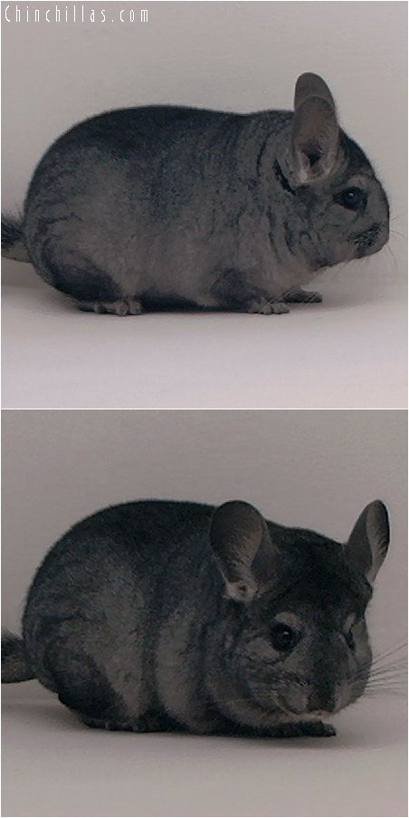 3024 Premium Production Quality Ebony Female Chinchilla