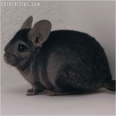 3014 Ebony Female Chinchilla