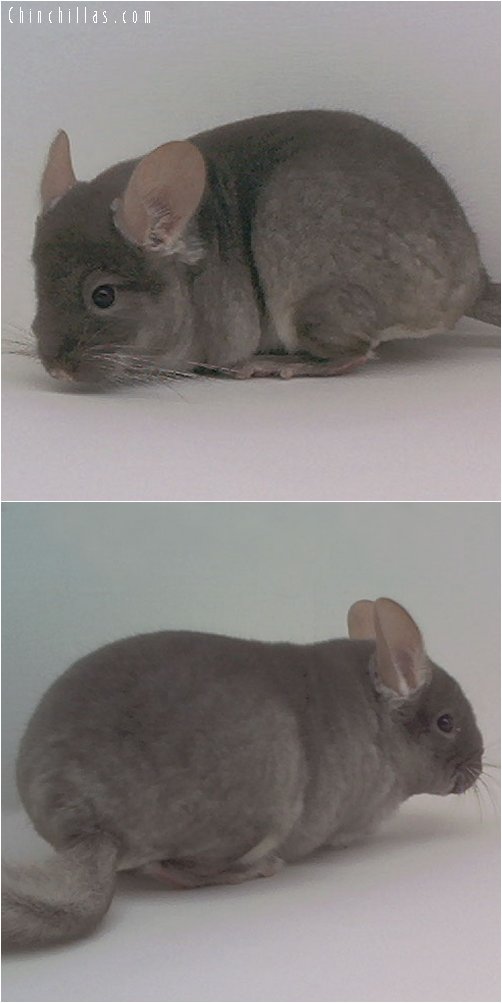 2011 TOV Beige / Brown Velvet Male Chinchilla