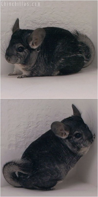 3013 Show Quality Standard Female Chinchilla