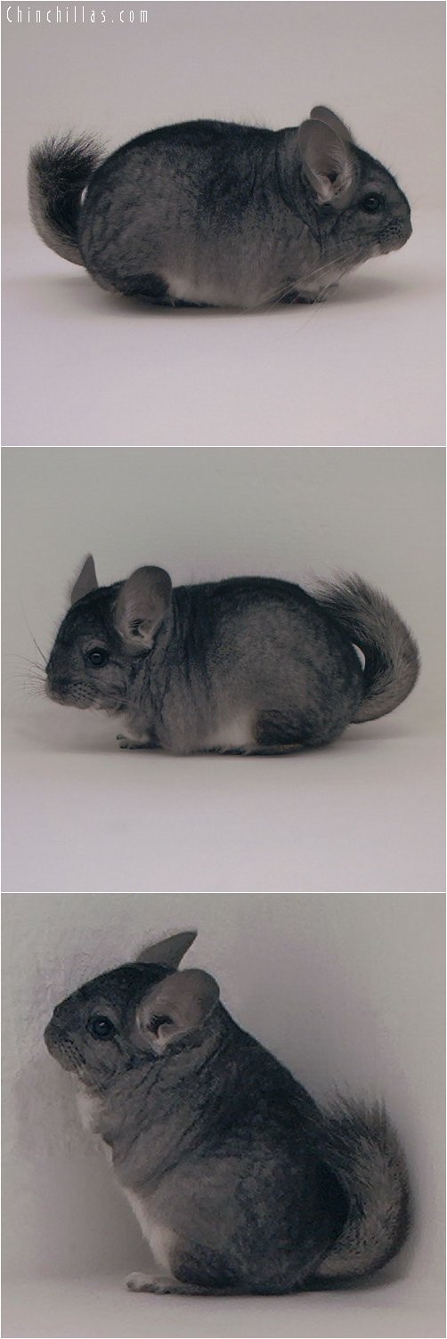 3061 Miniature Standard Female Chinchilla