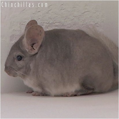 3041 Show Quality Beige Female Chinchilla