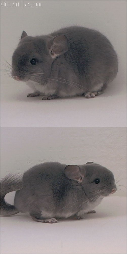 3080 TOV Violet Female Chinchilla