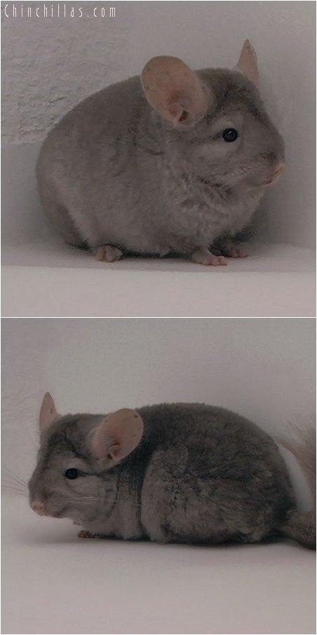 3069 Medium Tan Female Chinchilla