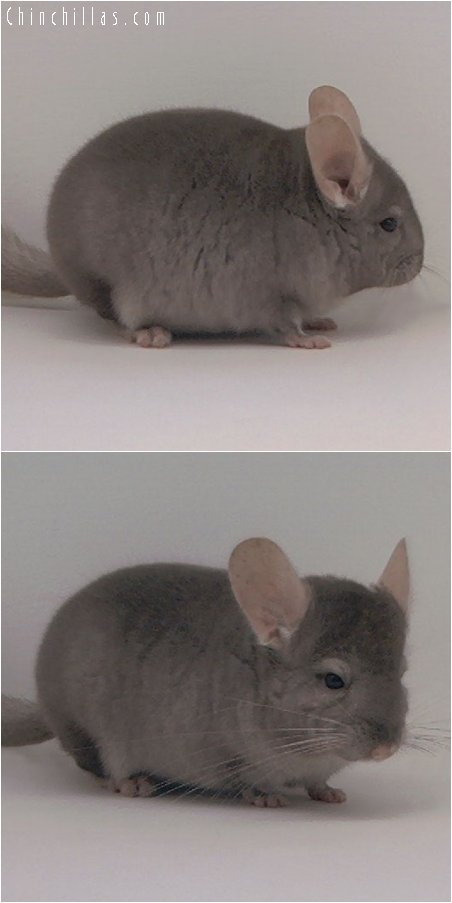 3076 Show Quality Tan Male Chinchilla