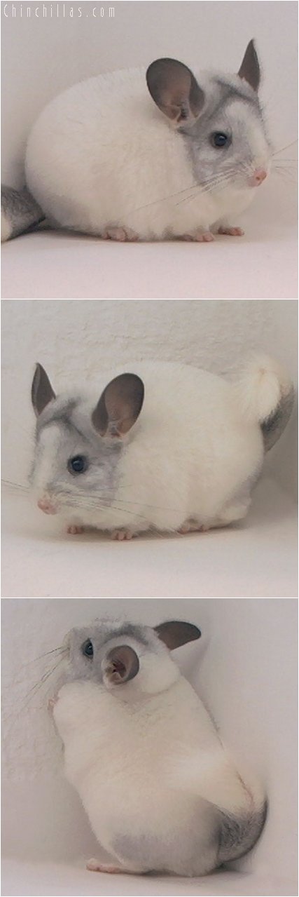 3077 Show Quality Unusual Mosaic Female Chinchilla