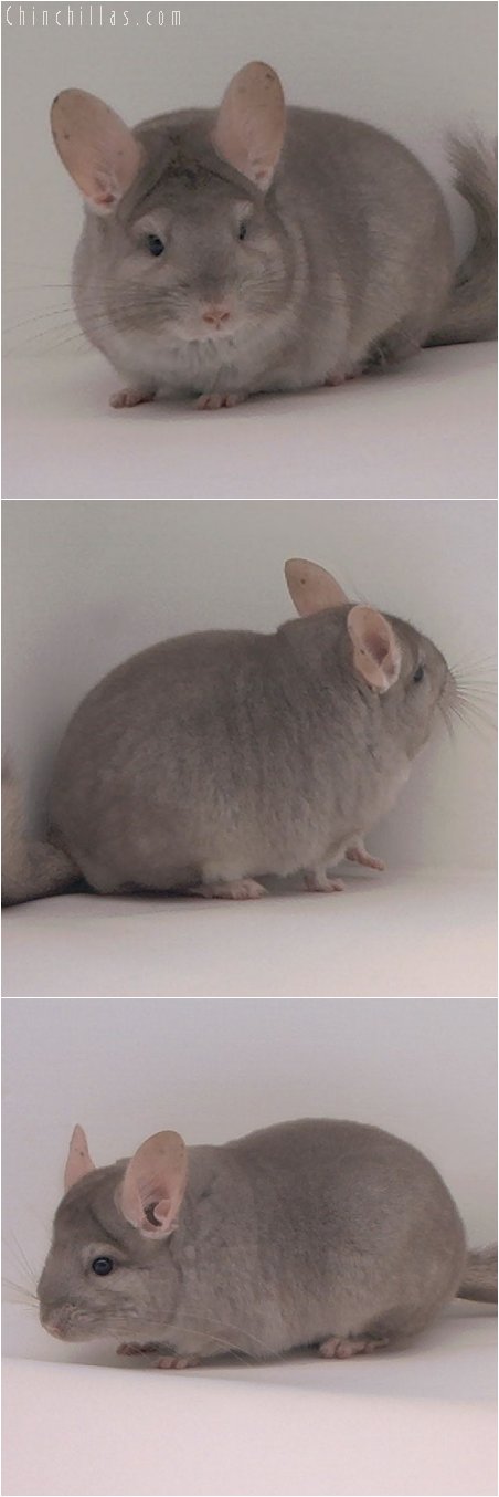 3067 Show Quality Beige Female Chinchilla