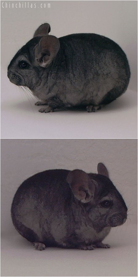 3066 Showable Hetero Ebony Female Chinchilla