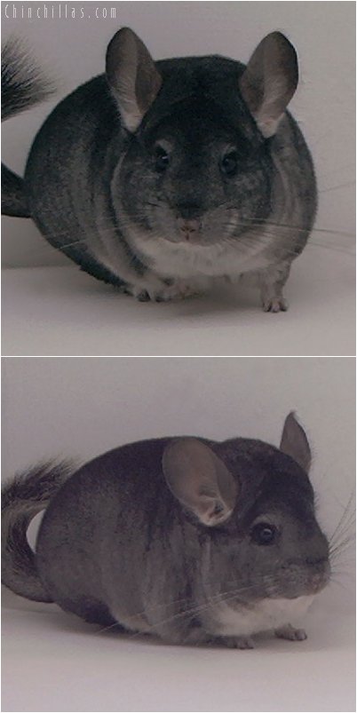 3057 Show Quality Standard Female Chinchilla