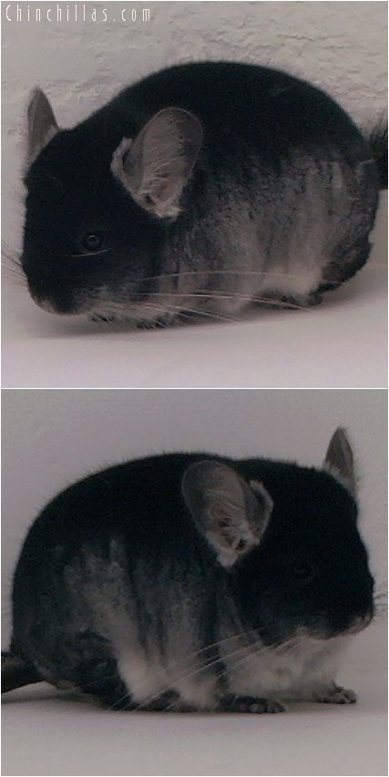 3033 Show Quality Black Velvet Female Chinchilla