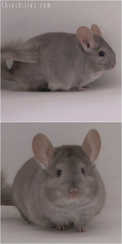 2096 Beige Female Chinchilla