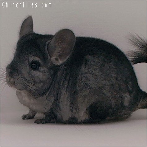 3034 Show Quality Hetero Ebony Male Chinchilla