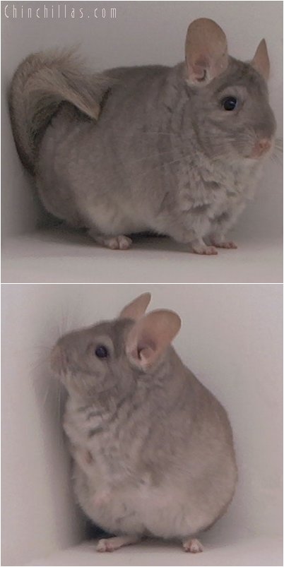 3022 Top Show Quality Beige Female Chinchilla