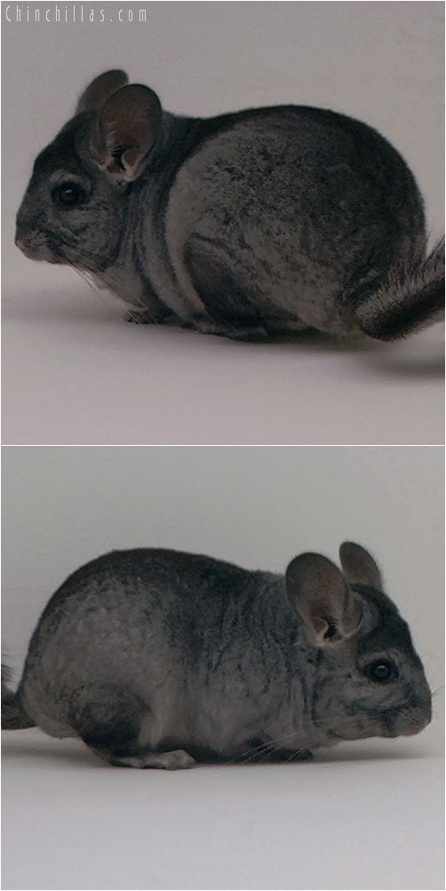 3015 Showable Standard ( Ebony Carrier ) Female Chinchilla