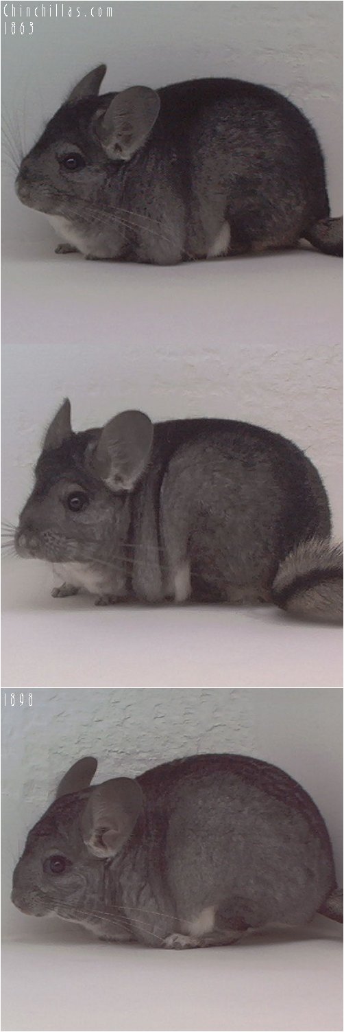 Lot 50 Two Show Quality Standard Female Chinchillas