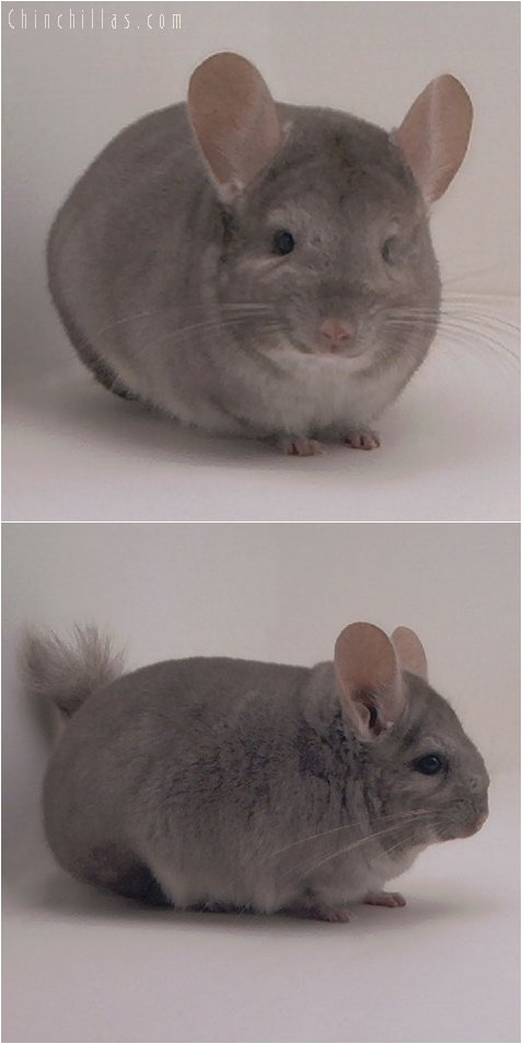 3060 Show Quality Beige Female Chinchilla