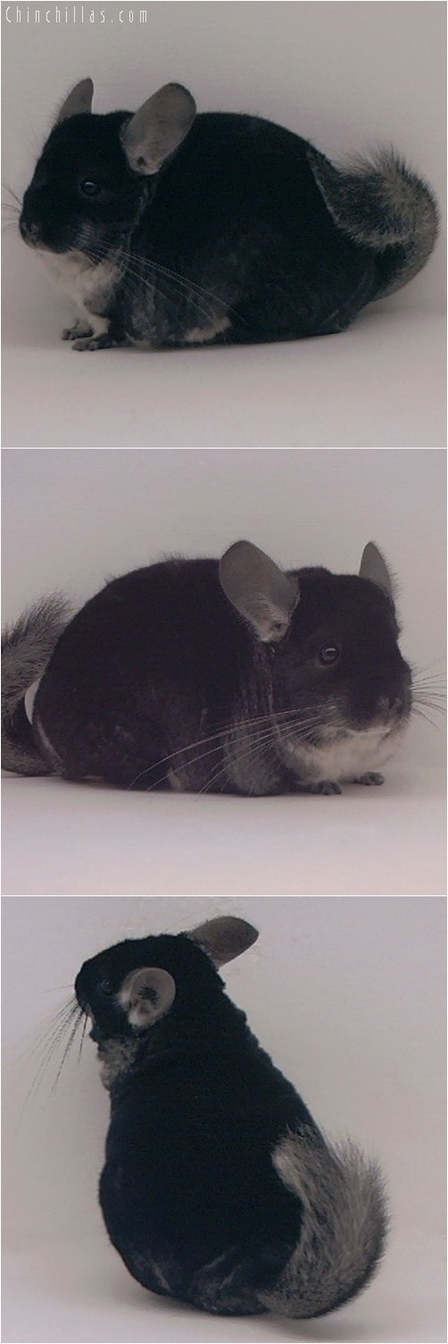 3056 Black Velvet Female Chinchilla