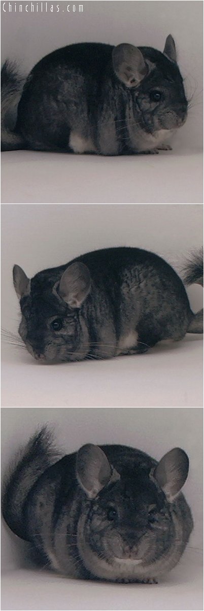 3058 Show Quality Standard Female Chinchilla