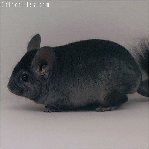 3047 Show Quality Hetero Ebony Male Chinchilla