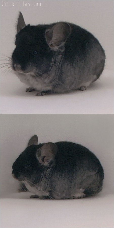 3079 Show Quality Black Velvet Female Chinchilla