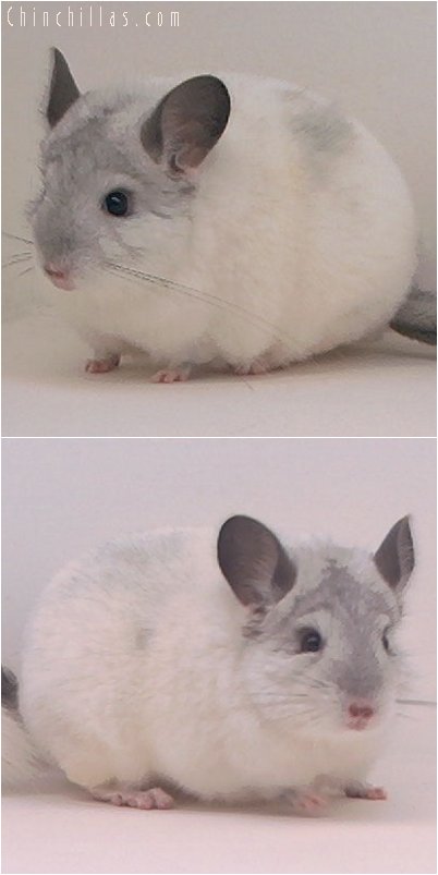 3048 Top Show Quality White Mosaic Male Chinchilla