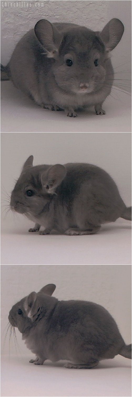 3063 Violet ( Ebony Carrier ) Male Chinchilla