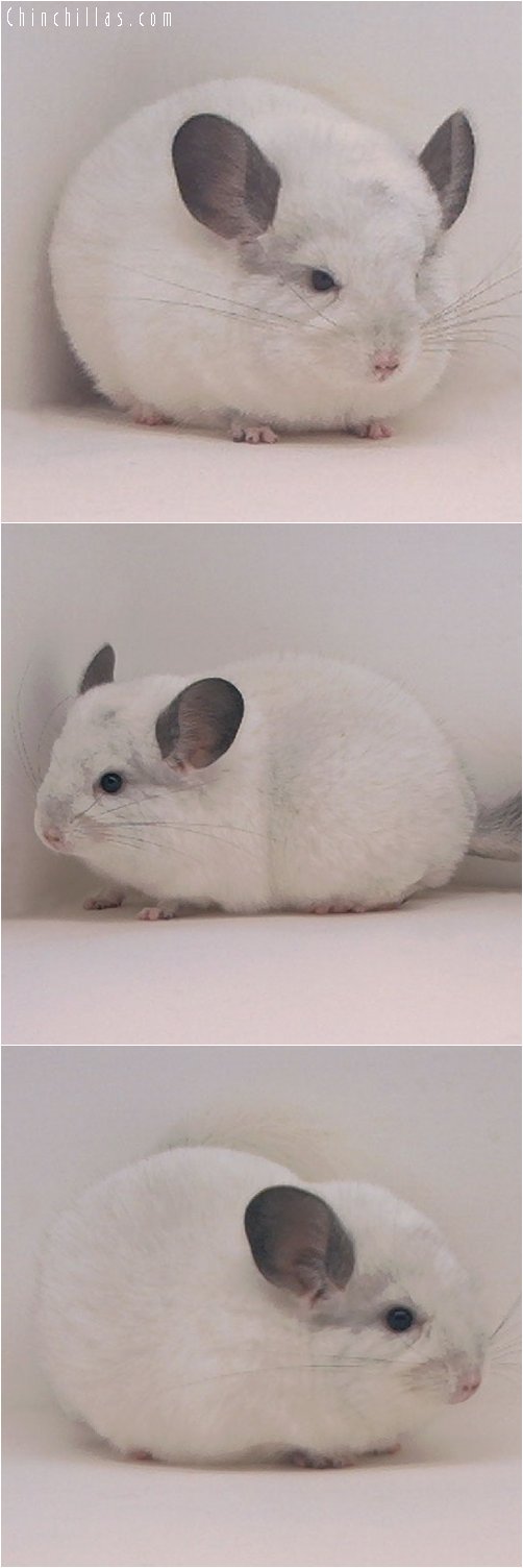 3062 White Mosaic Female Chinchilla