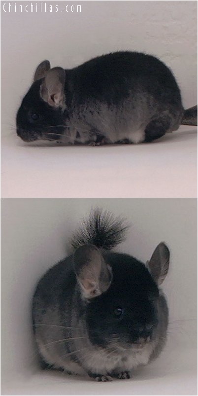 3023 Top Show Quality Black Velvet Female Chinchilla