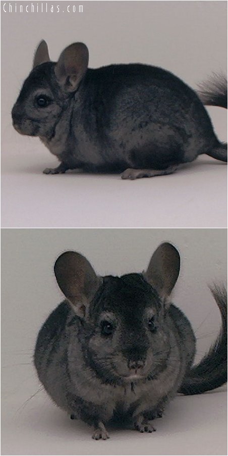 3068 Hetero Ebony Female Chinchilla