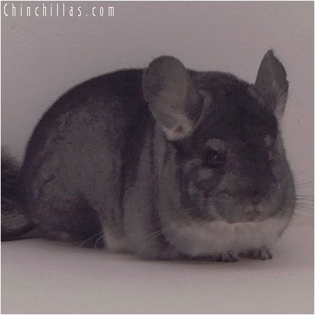 3054 Standard Female Chinchilla