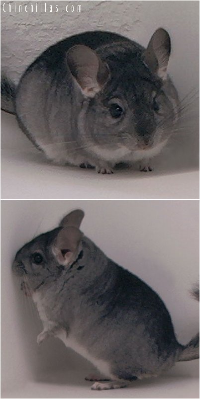 3093 Standard Male Chinchilla